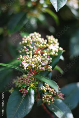 Lorbeerblättriger Schneeball - Blüten und Knospen photo