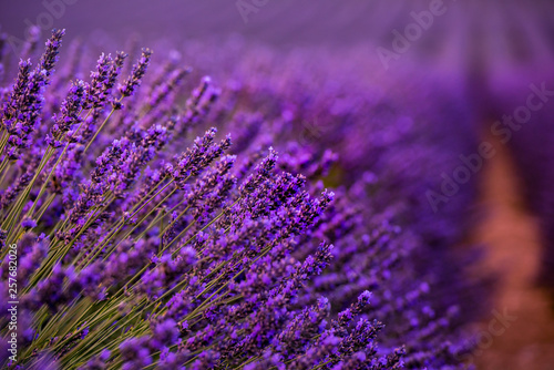 Fotografi Close up Bushes of lavender purple aromatic flowers