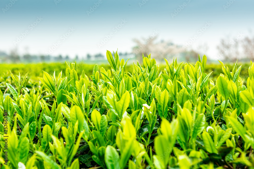 Fresh tea bud and leaves.Tea plantations.