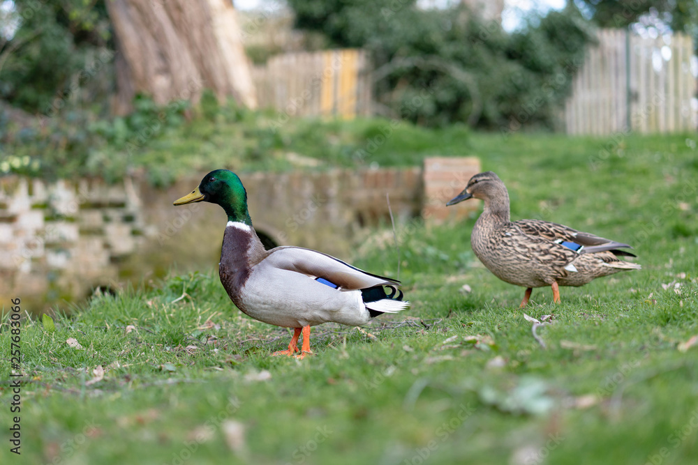 ducks on the grass ducks on the grass