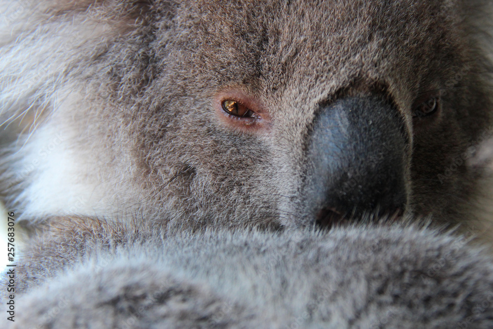 Obraz premium Koala