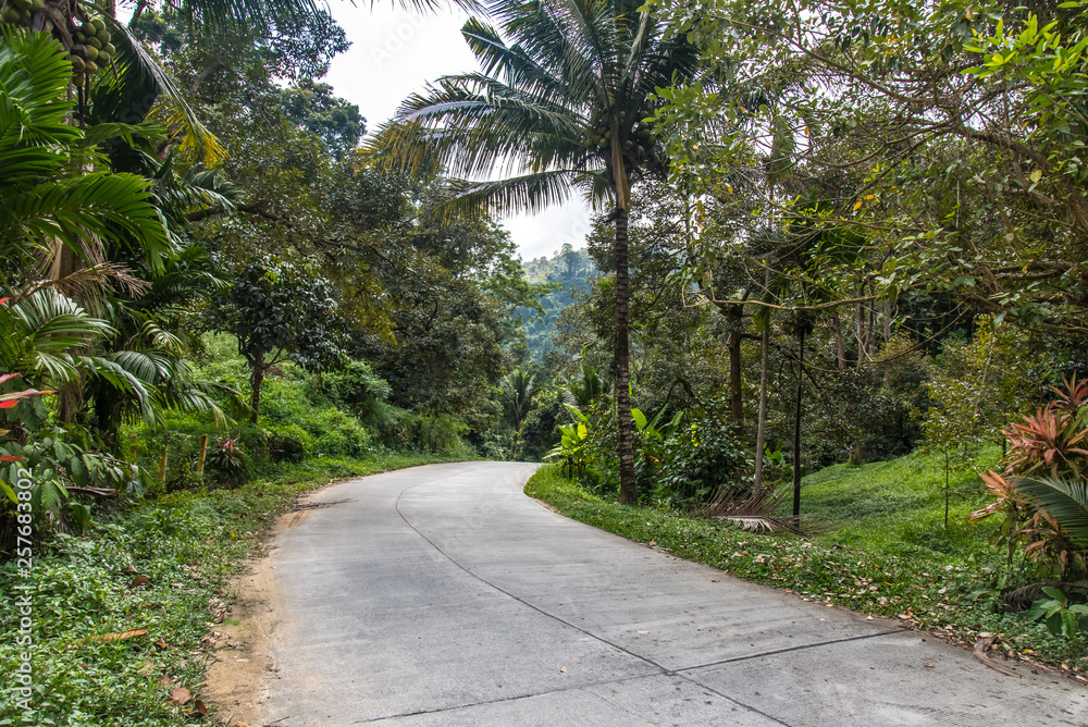 The jungle of Samui Island across forest. Thailand