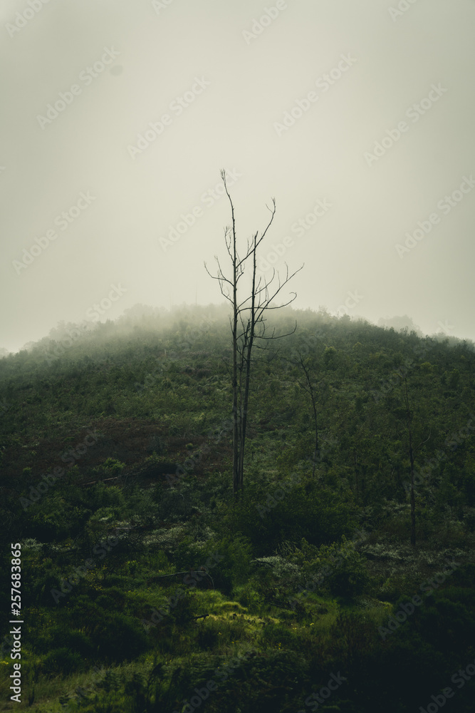 Obraz premium South Africa