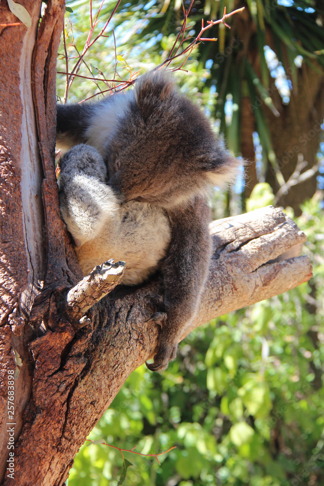 Naklejka premium Koala