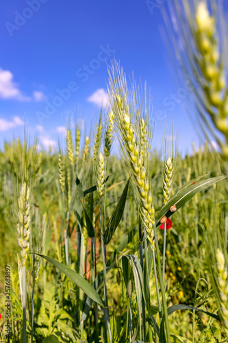 Green ears of wheat against the blue sky with clouds