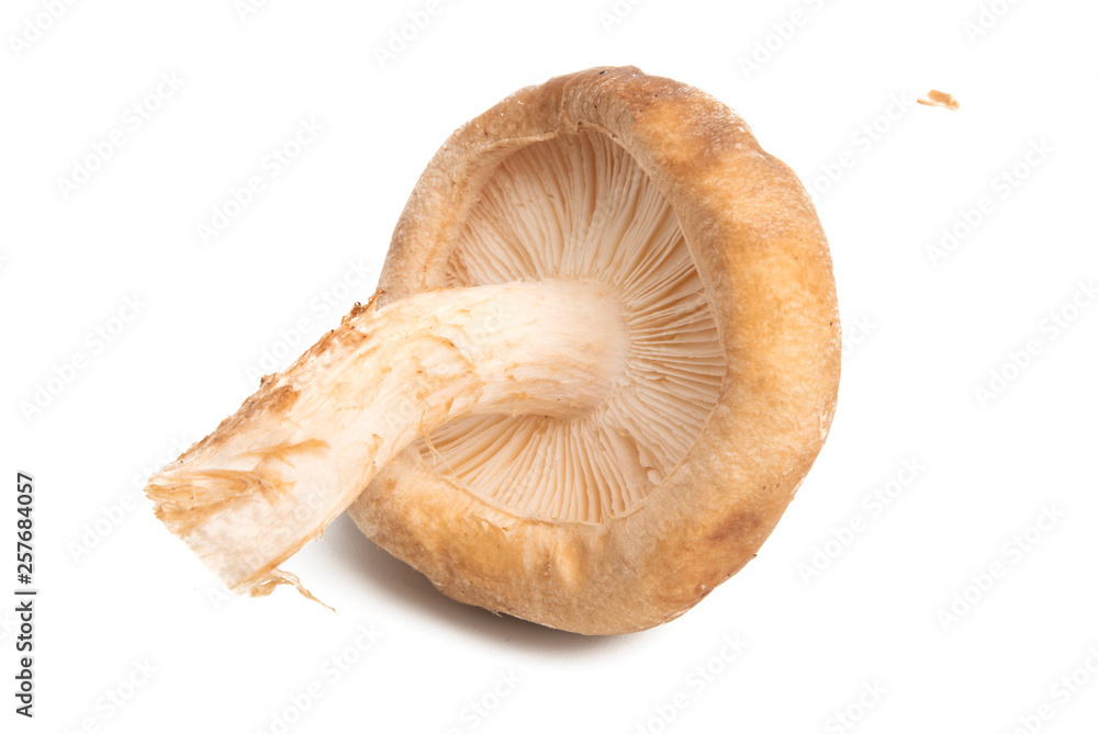 shiitake mushrooms isolated shiitake mushrooms isolated