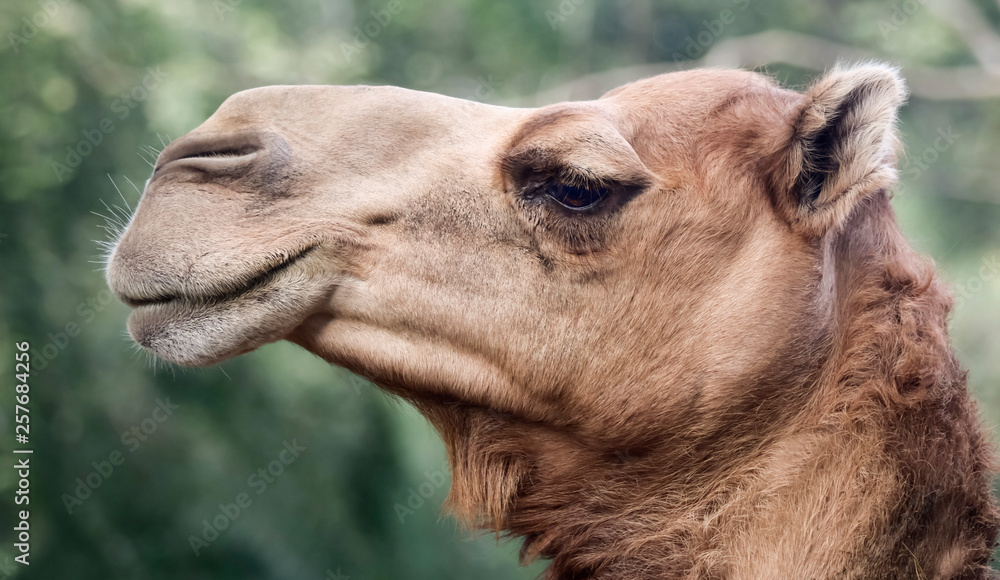 Fototapeta premium A Close Up of the Head of a Dromedary or Camel