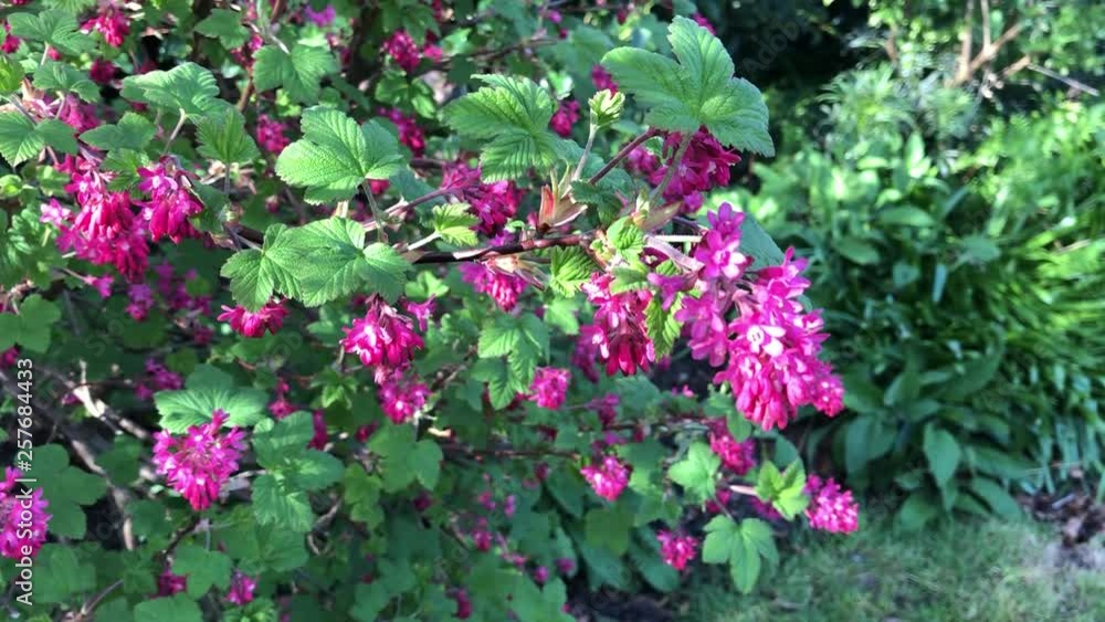 Pink flowers of flowering currant shrub in the garden Ribes sanguineum Pink flowers of flowering currant shrub in the garden Ribes sanguineum