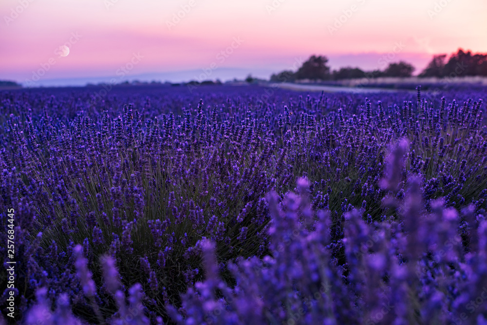 Fototapeta premium Moon During colorful sunset at lavender field