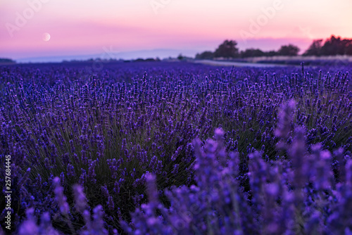Moon During colorful sunset at lavender field