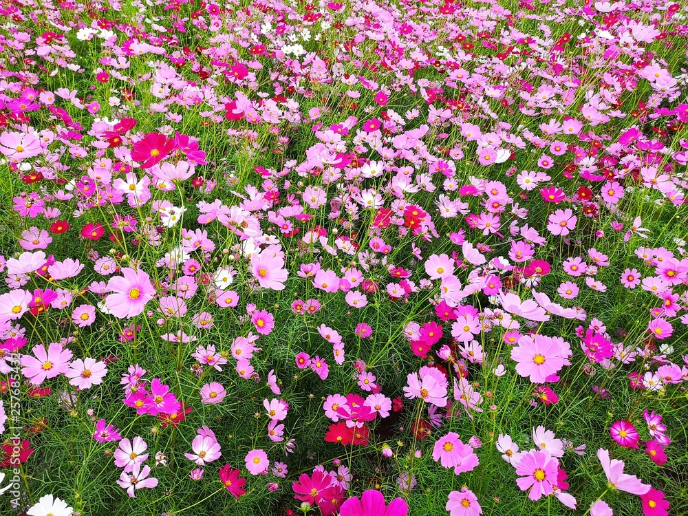 Pink, white and red cosmos flower are bloom at field crop, background. Pink, white and red cosmos flower are bloom at field crop, background.