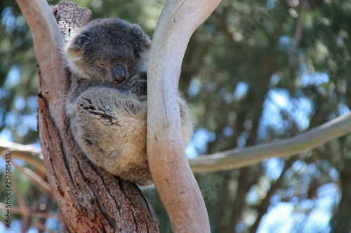 Canvas Print Koala