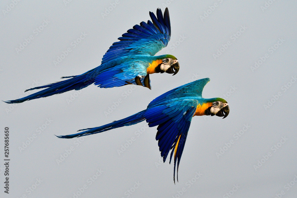 Happy pair of Blue-and-gold macaw, beautiful blue and yellow parrot birds  flying together with fully wings stretching over fine sky, exotic pet  animals Stock Photo | Adobe Stock