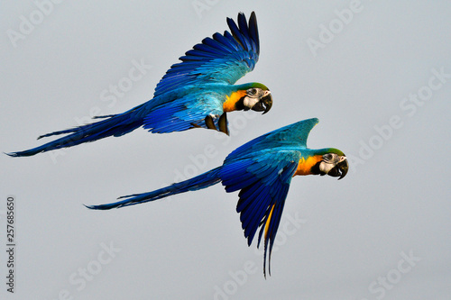 Happy pair of Blue-and-gold macaw, beautiful blue and yellow parrot birds flying together with fully wings stretching over fine sky, exotic pet animals