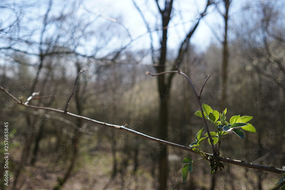 Natur Natur