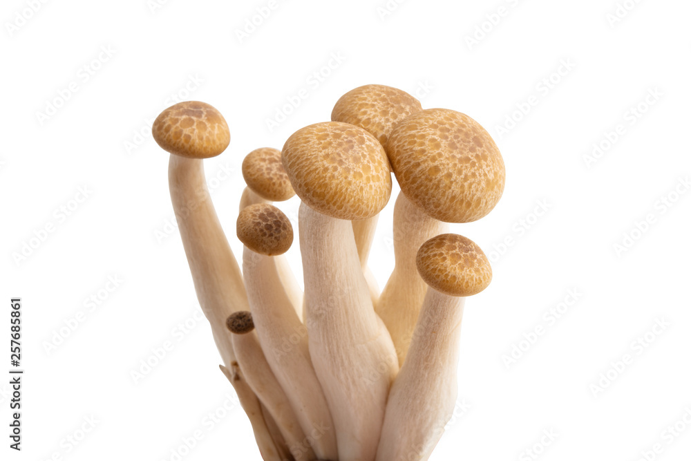 Shimeji mushrooms isolated Shimeji mushrooms isolated