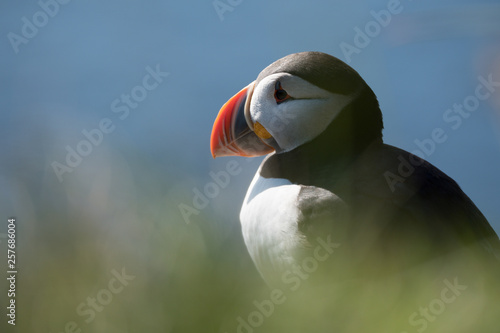 Portarit Fratercula arctica of a puffin with blue background, Iceland © sg-naturephoto.com 