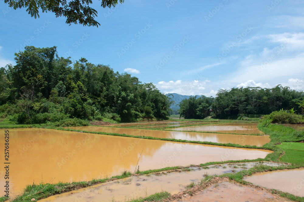 Green and brown rice terrace fields in Tana Toraja, South Sulawesi, Indonesia Green and brown rice terrace fields in Tana Toraja, South Sulawesi, Indonesia