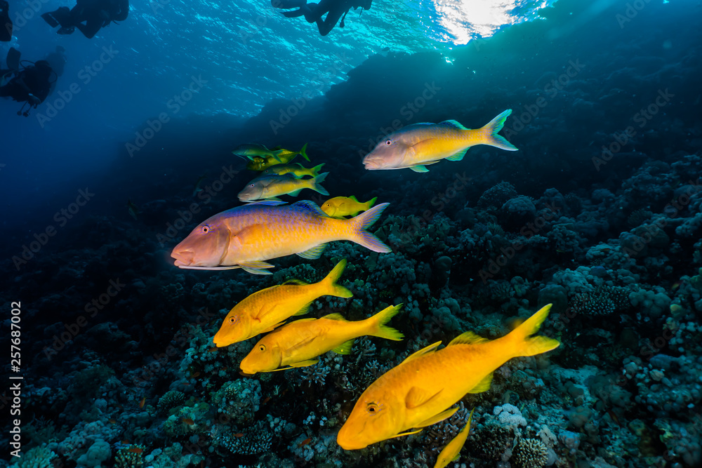 Fototapeta premium Fish swim in the Red Sea, colorful fish, Eilat Israel