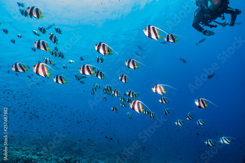 Fish swim in the Red Sea, colorful fish, Eilat Israel