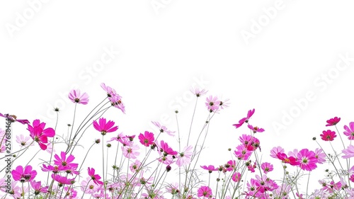 Cosmos flower and green stalk at field, isolated on white background. © The natures