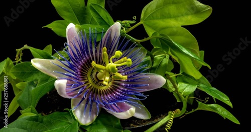 The opening and closing of Passiflora flower on black background photo