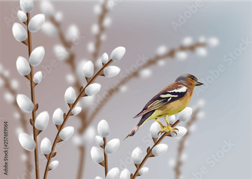 Beautiful sparrow and willow branches Vector. Spring card