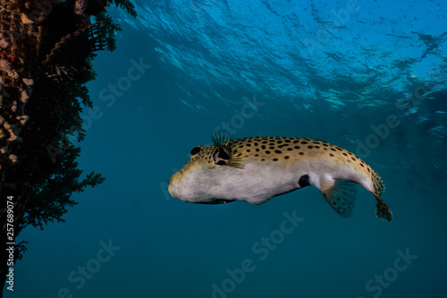 Fish swim in the Red Sea, colorful fish, Eilat Israel