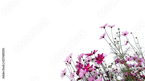 Cosmos flower and green stalk at field  isolated on white background.