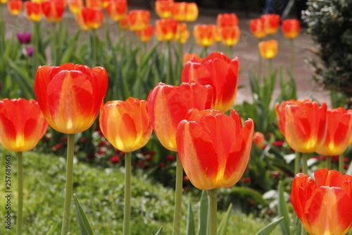 Tulipani arancioni