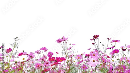 Cosmos flower and green stalk at field, isolated on white background.