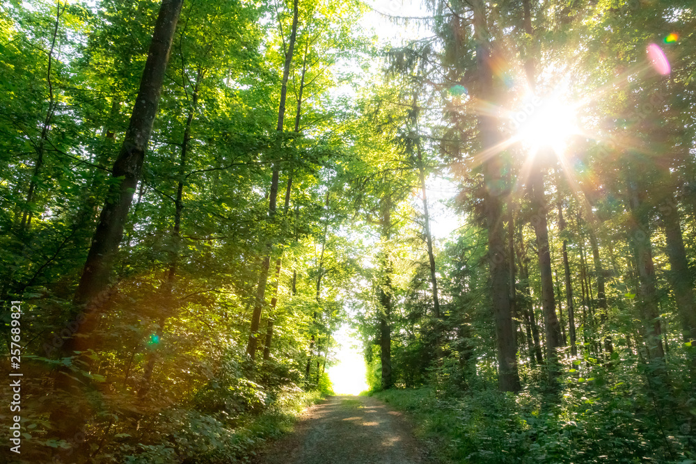 Fototapeta Słońce świeci na leśnej ścieżce
