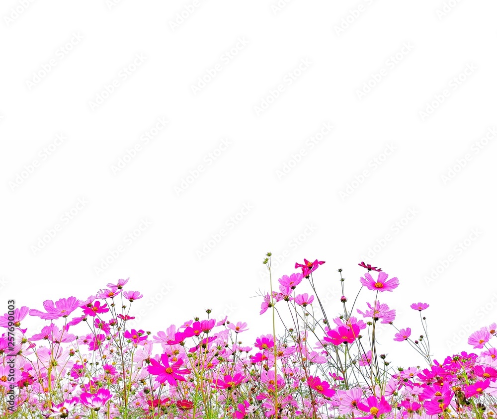 Cosmos flower and green stalk at field, isolated on white background. Cosmos flower and green stalk at field, isolated on white background.