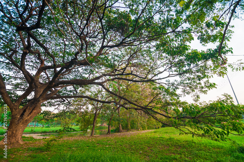 Green meadow in city public park sunset with tree Green meadow in city public park sunset with tree