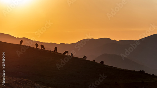 Morning in the mountain, cows silhouette in front of rising sun 