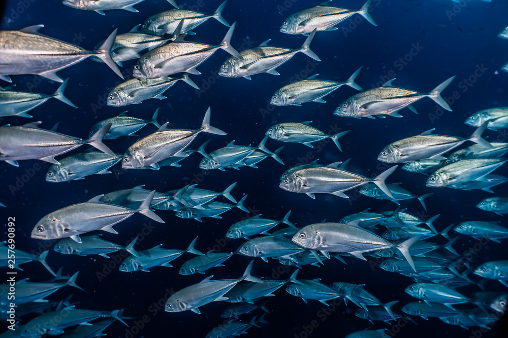 Obraz premium Fish swim in the Red Sea, colorful fish, Eilat Israel