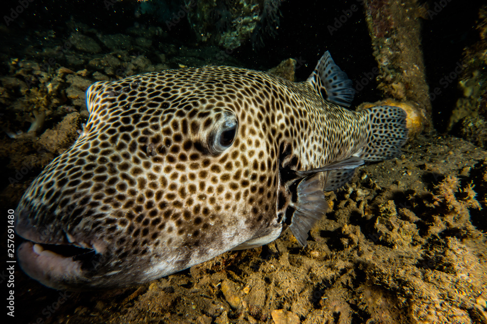 Arothron fish in the Red Sea Colorful and beautiful, Eilat Israel Arothron fish in the Red Sea Colorful and beautiful, Eilat Israel