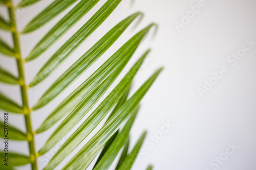 Green palm leaf on a white background