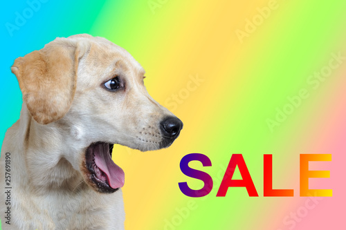 A dog with an open mouth. The word "Sale". On a colored background.