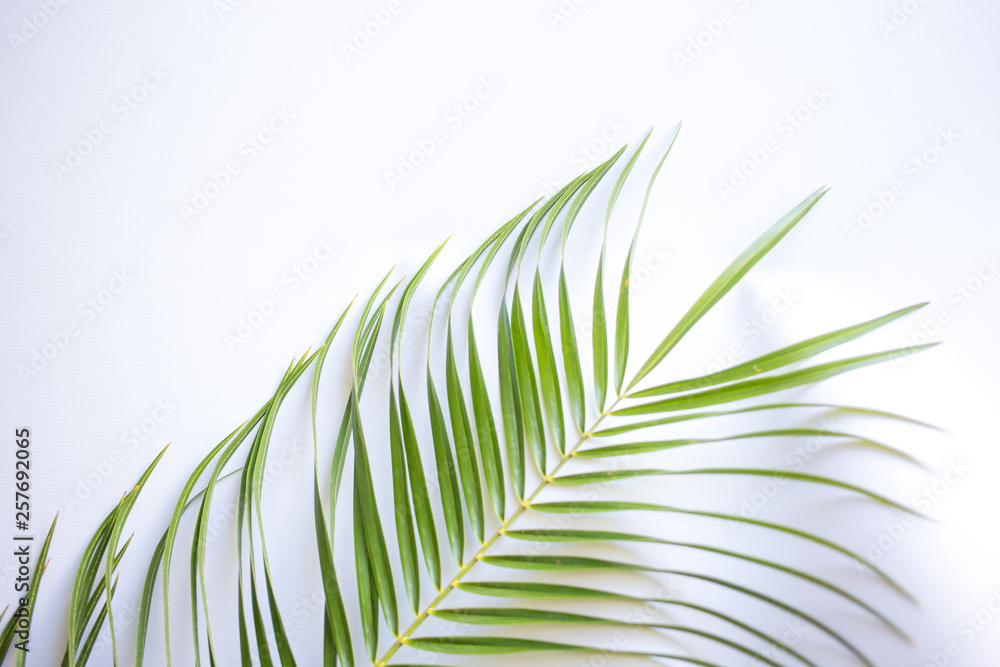 Fototapeta premium A large leaf of palm trees on a white background