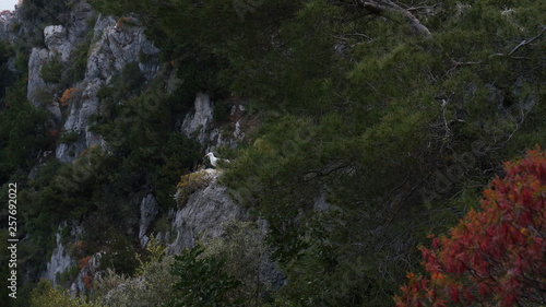 Seagull on a rock between thick green vegetation