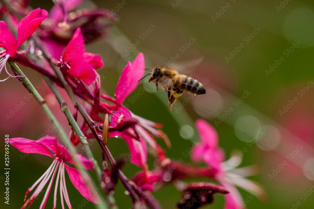 pink wild orchid flowers and bee thin elegant pink wild orchid flowers and bee thin elegant