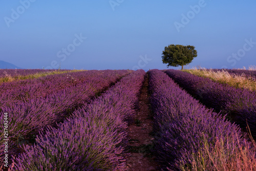 lonely tree at lavender field