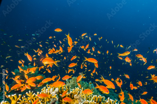 Fish swim in the Red Sea, colorful fish, Eilat Israel © yeshaya