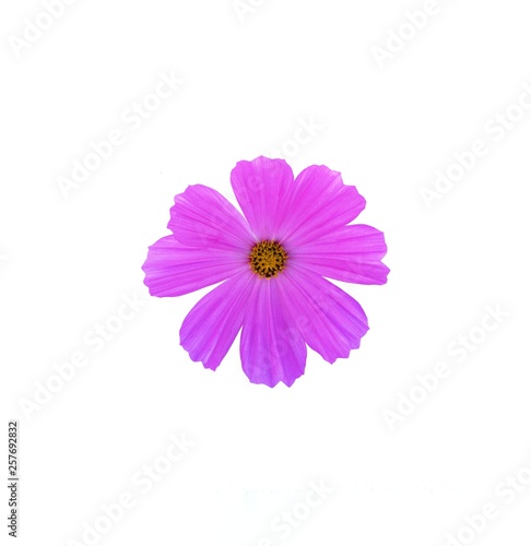 Pink cosmos flower is bloom on white background  close up.