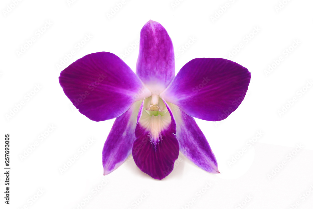 orchid isolated on white background, clipping path orchid isolated on white background, clipping path