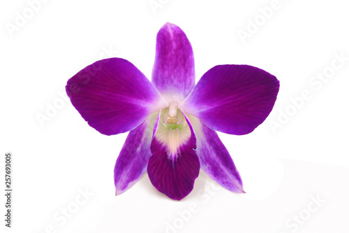 orchid isolated on white background, clipping path