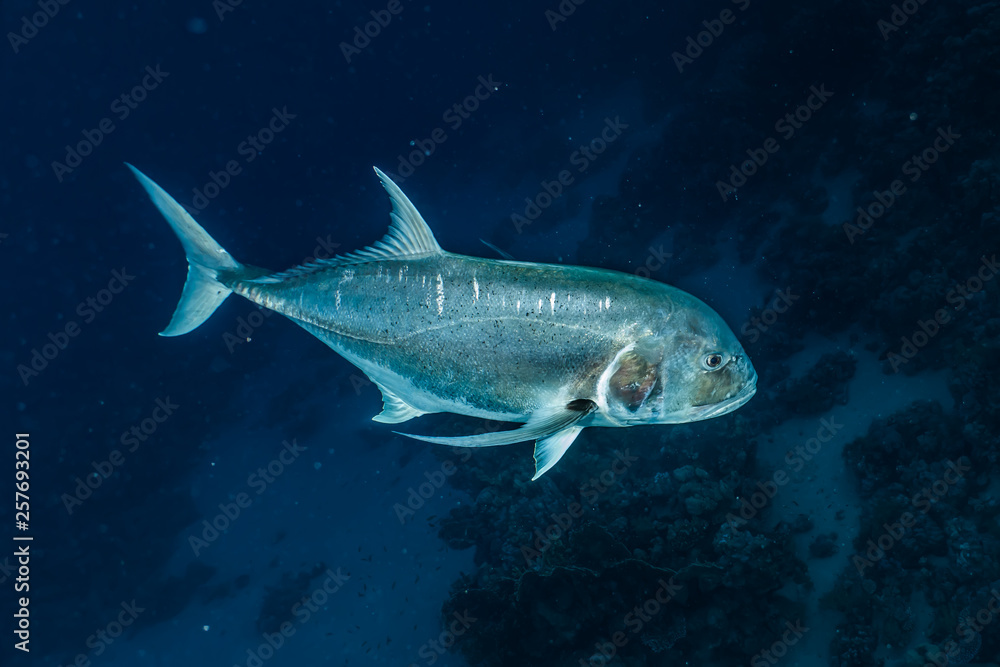 Fish swim in the Red Sea, colorful fish, Eilat Israel Fish swim in the Red Sea, colorful fish, Eilat Israel