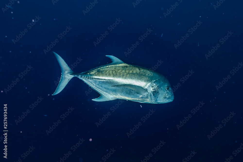 Fish swim in the Red Sea, colorful fish, Eilat Israel Fish swim in the Red Sea, colorful fish, Eilat Israel