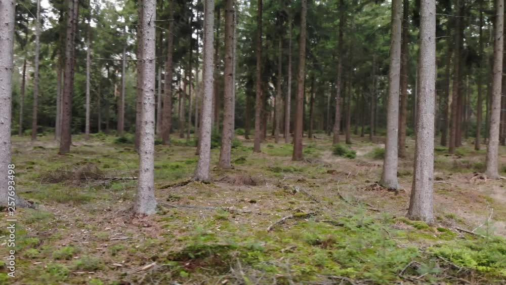 Drohnenaufnahme im Wald in Deutschland Drohnenaufnahme im Wald in Deutschland